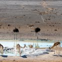 NAM OSHI Etosha 2016NOV26 015 : 2016, 2016 - African Adventures, Africa, Date, Etosha National Park, Month, Namibia, November, Oshikoto, Places, Southern, Trips, Year